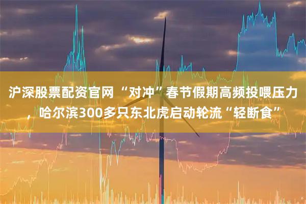 沪深股票配资官网 “对冲”春节假期高频投喂压力，哈尔滨300多只东北虎启动轮流“轻断食”